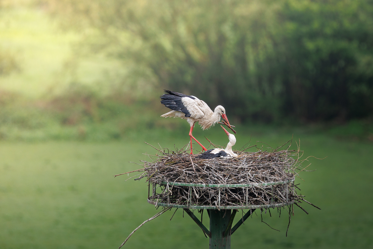 ... und für den Nestbau abgelegt