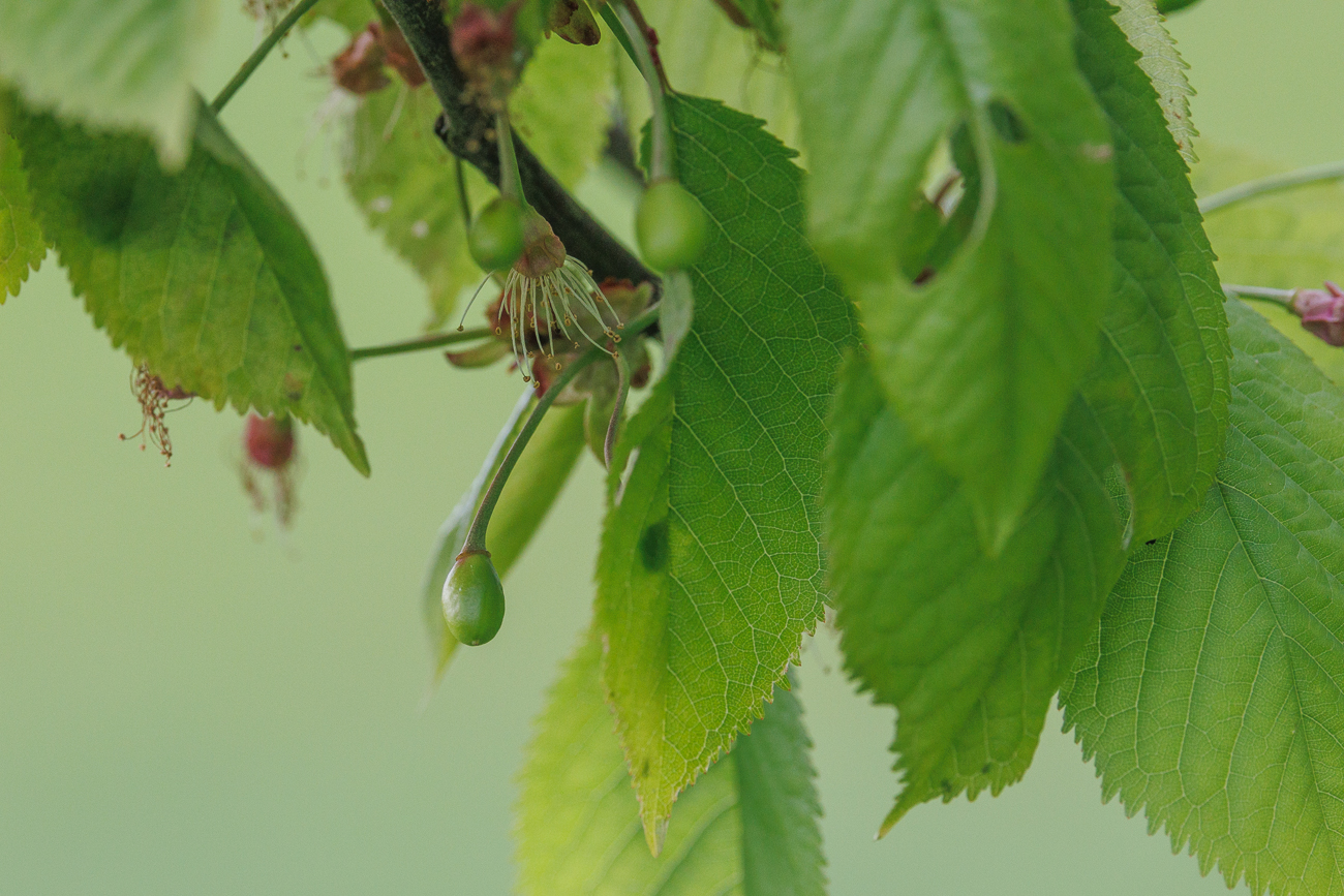 Vogelkirsche [Prunus avium]