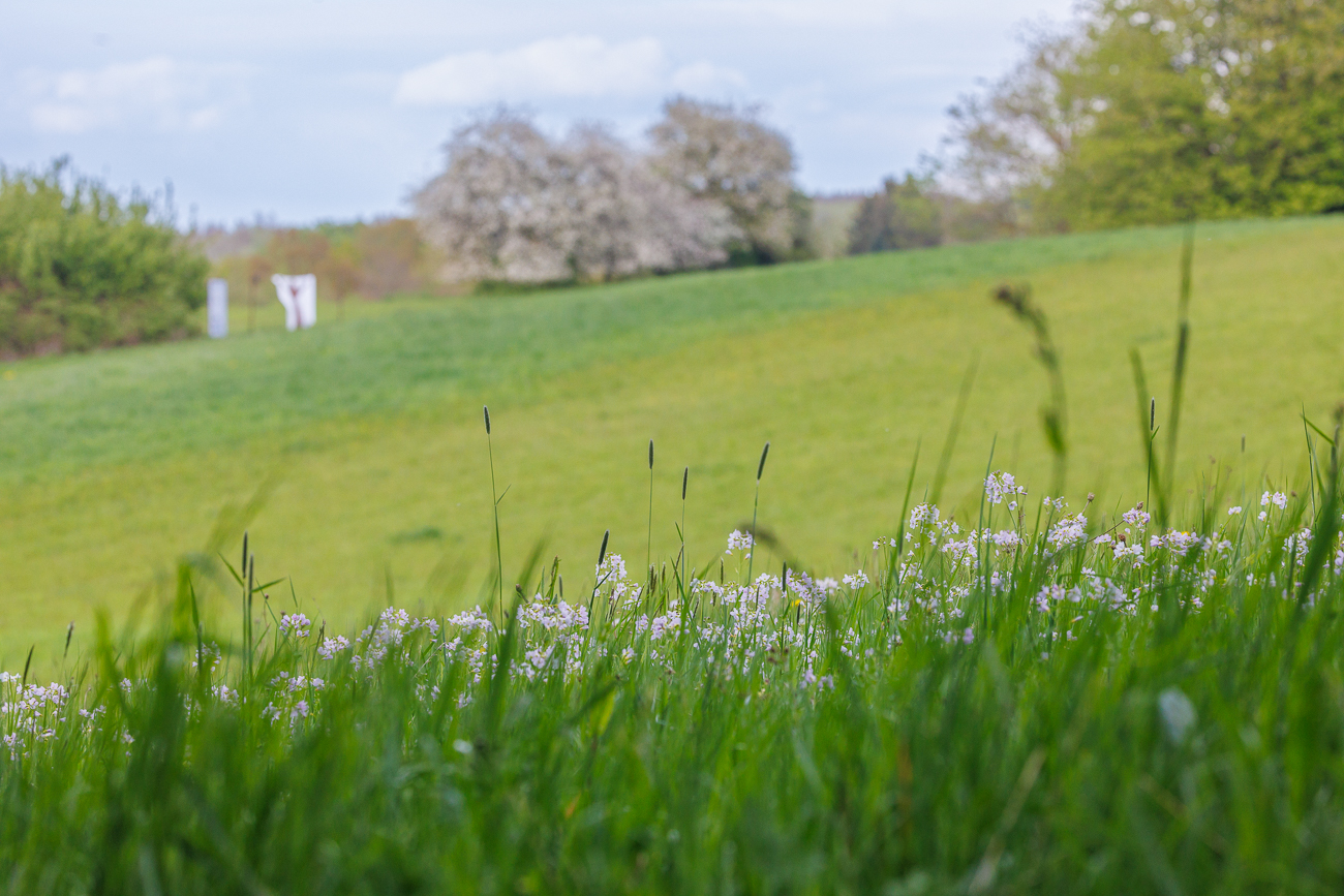 Wiesen-Schaumkraut in der Wiese