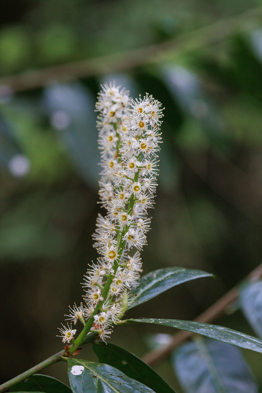 Kirschlorbeer [Prunus laurocerasus]