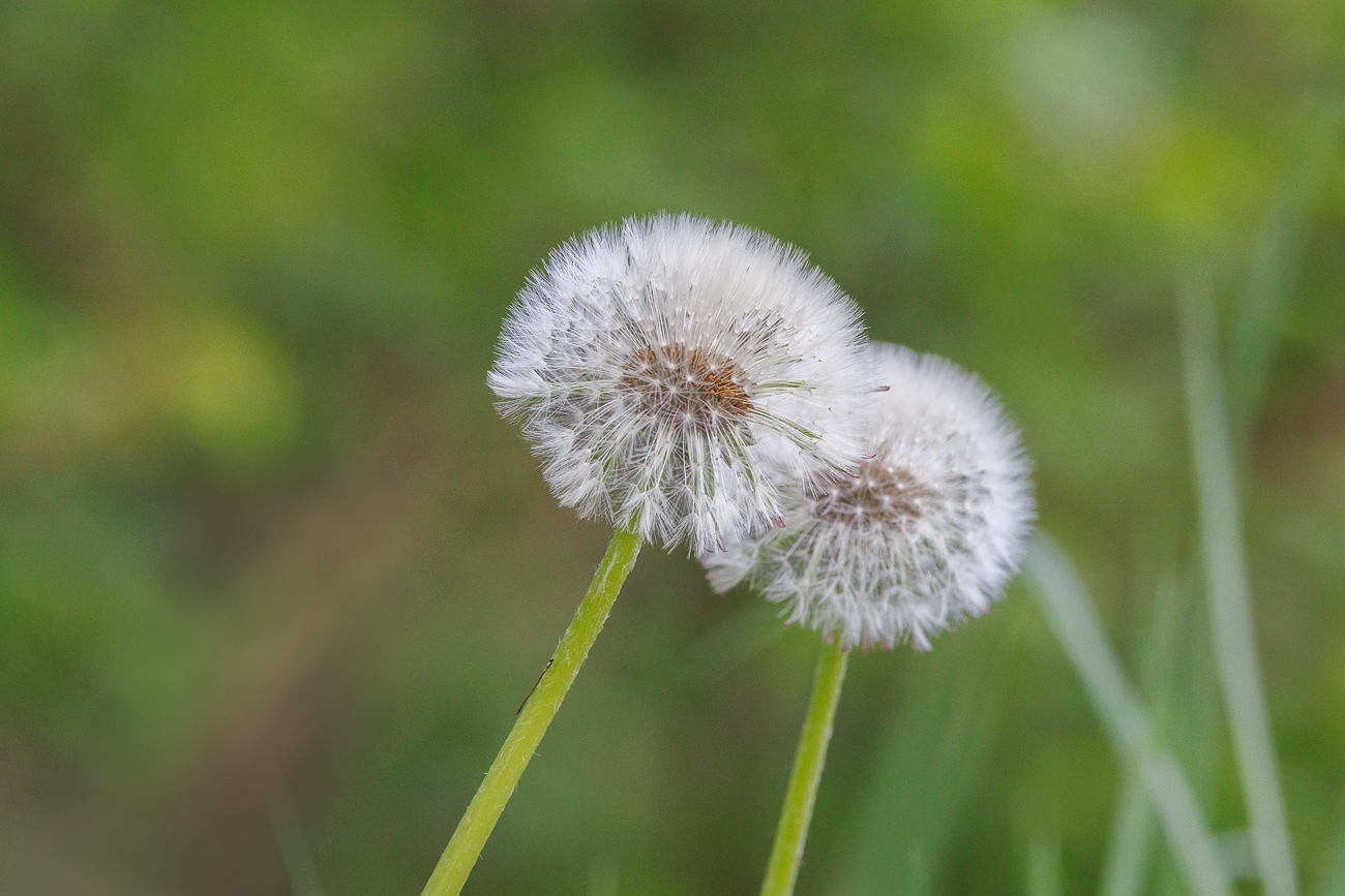 Geröteter Löwenzahn [Taraxacum rubicundum]