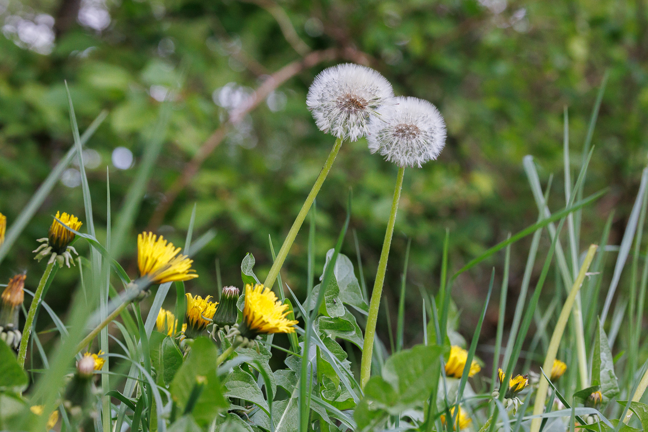 Geröteter Löwenzahn [Taraxacum rubicundum]