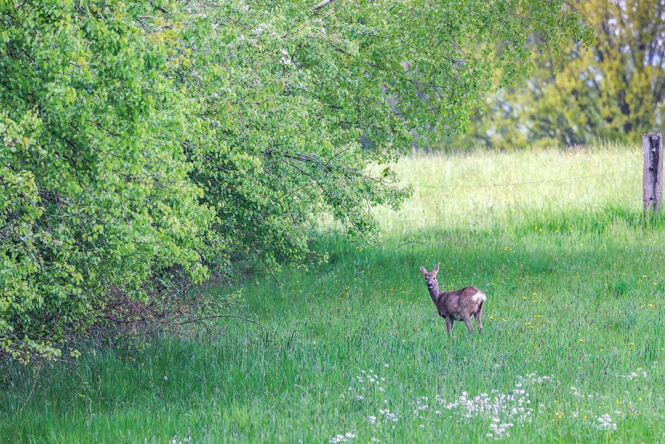 Reh [Capreolus capreolus]