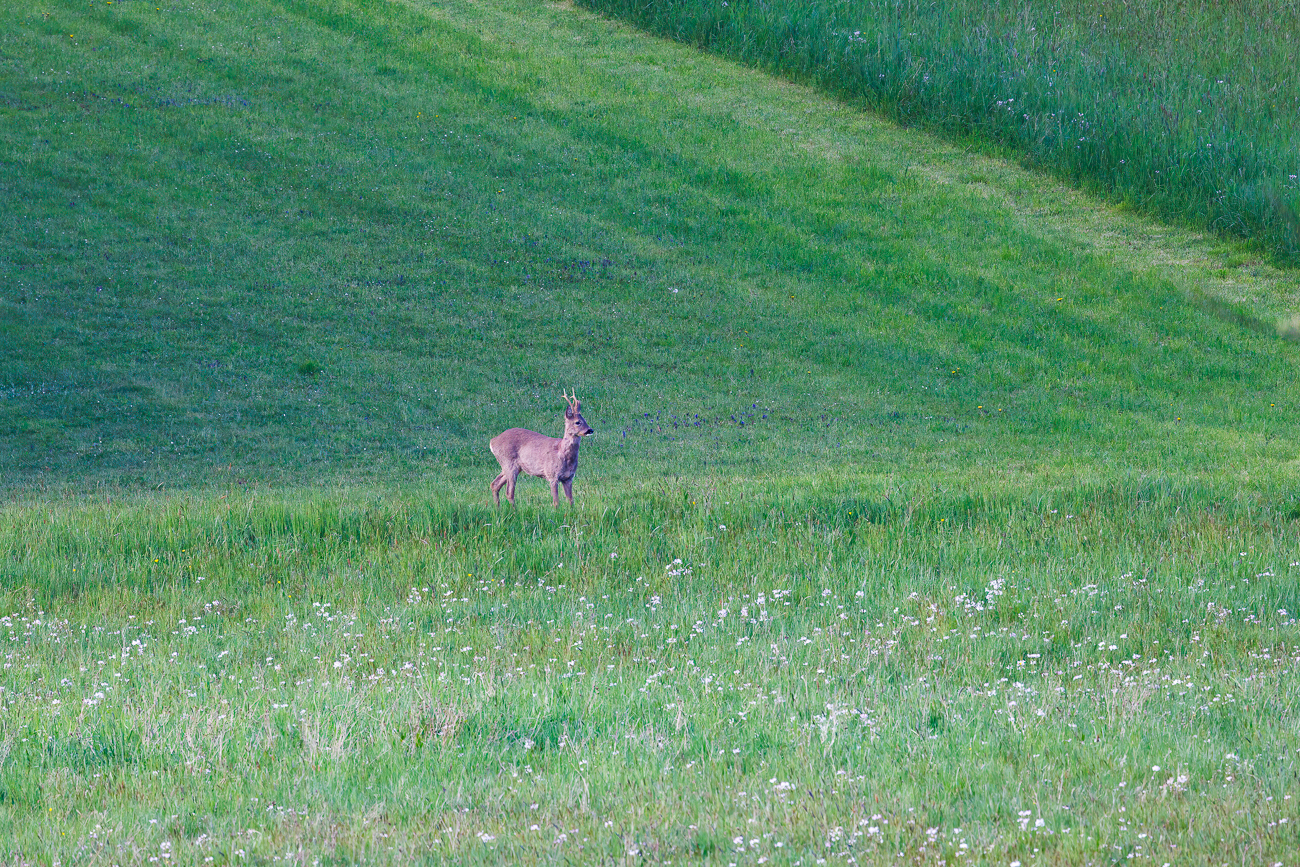 Rehbock [Capreolus capreolus]