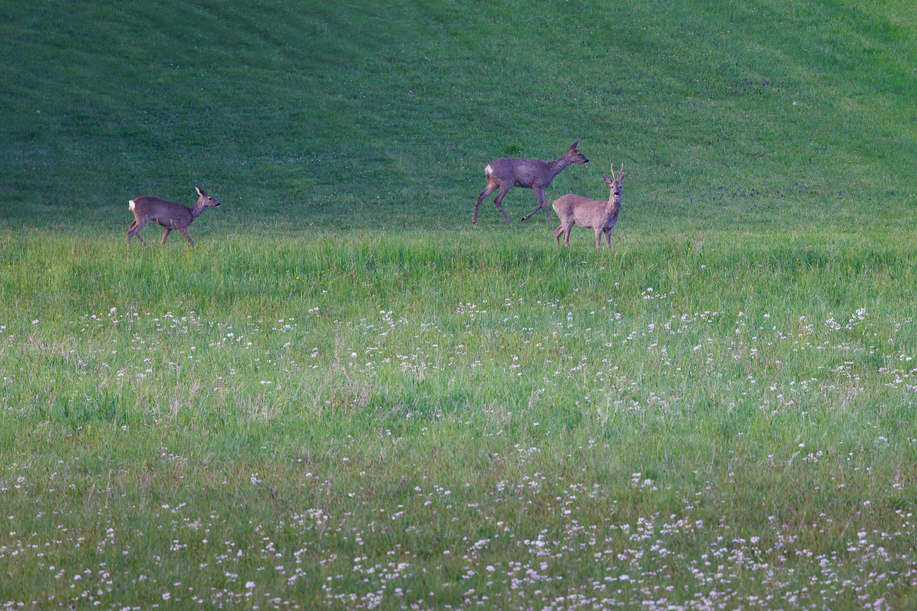 Rehbock mit zwei Ricken [Capreolus capreolus]