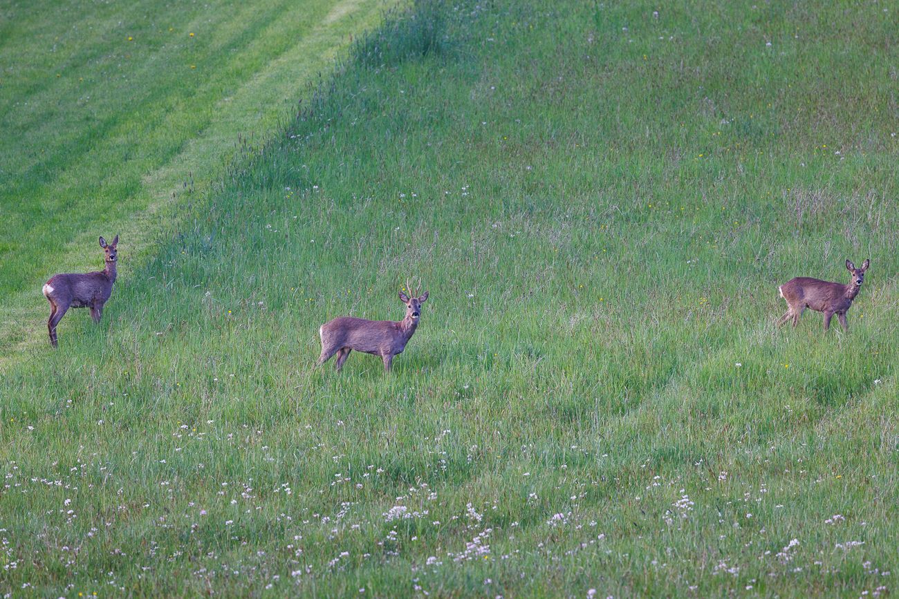 Rehbock mit zwei Ricken [Capreolus capreolus]
