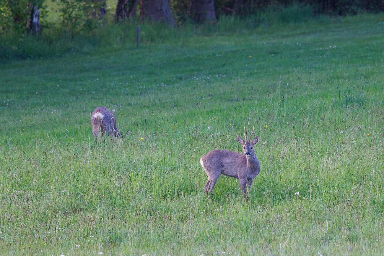 Rehbock und Ricke [Capreolus capreolus]