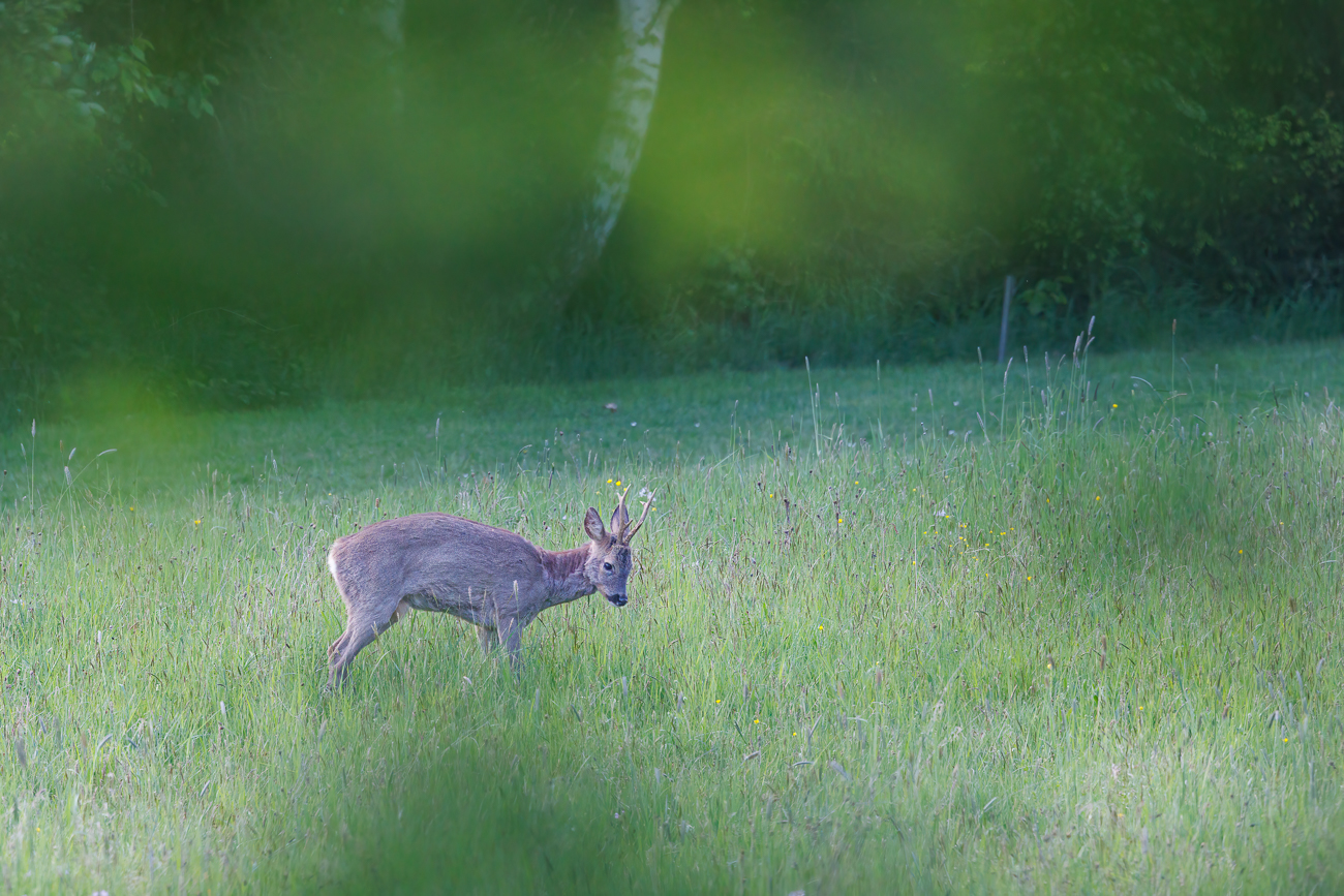 Rehbock [Capreolus capreolus]