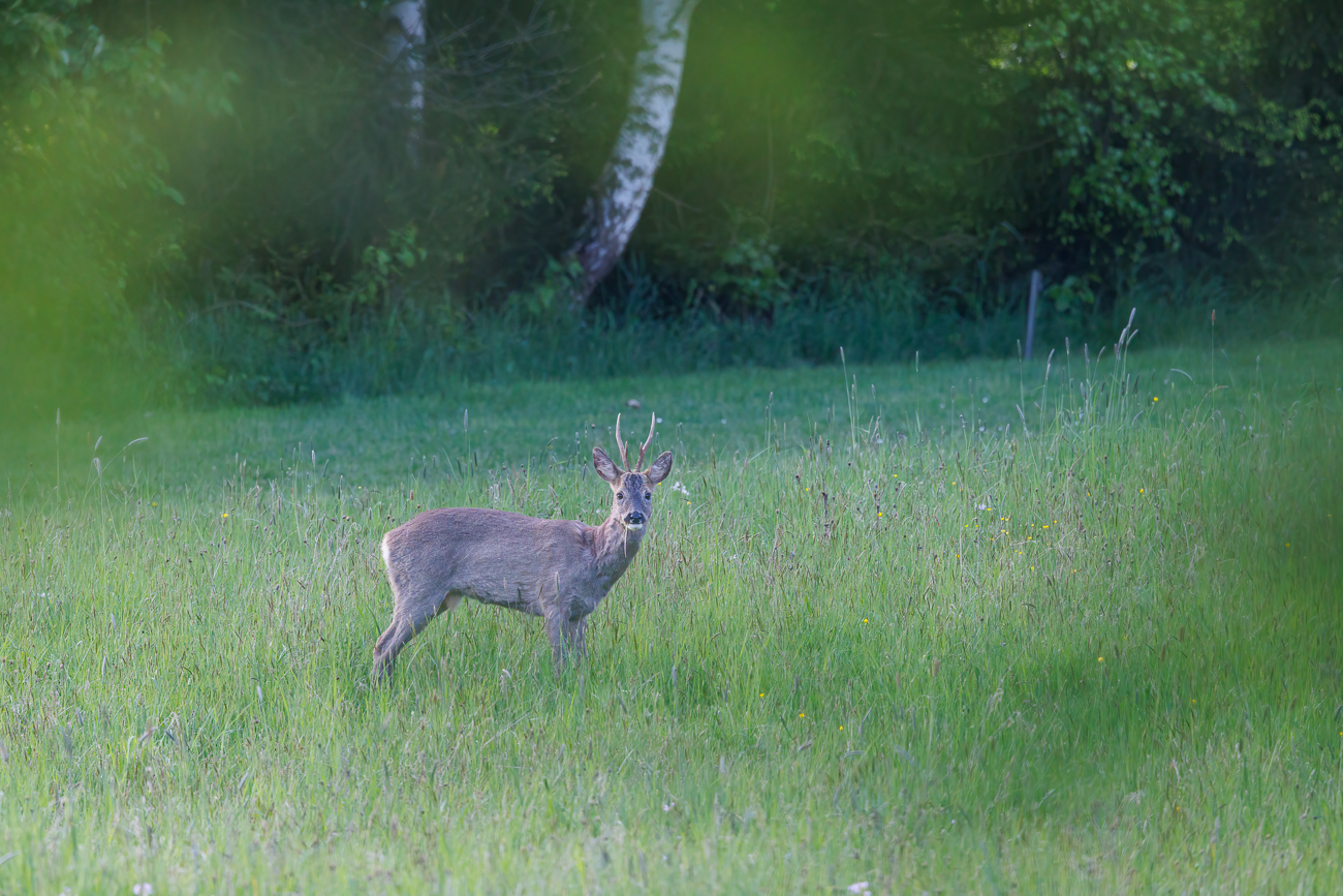 Rehbock [Capreolus capreolus]