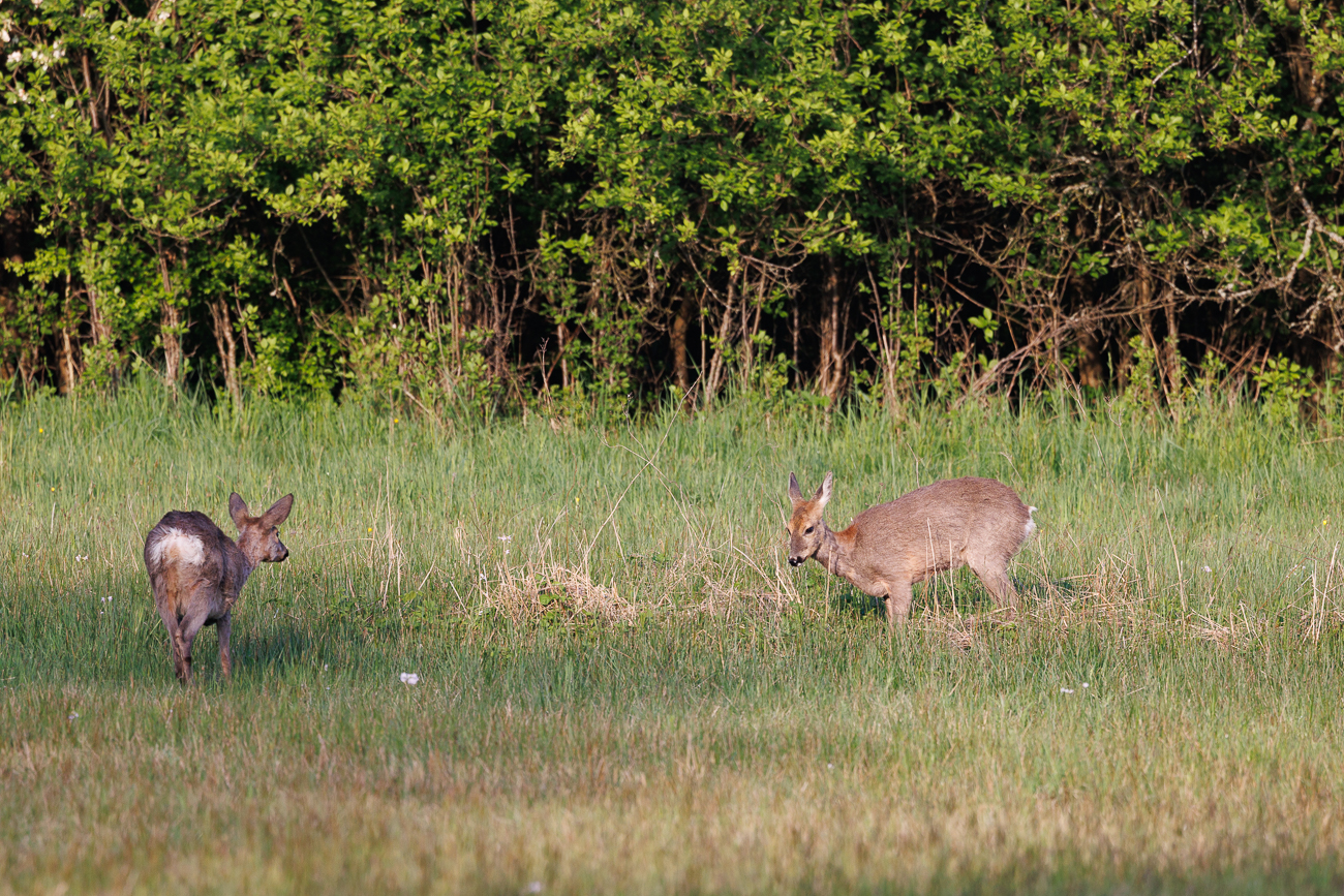 Zwei Rehe [Capreolus capreolus]