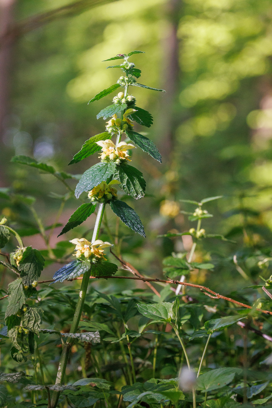 Gewöhnliche Goldnessel [Lamium galeobdolon]