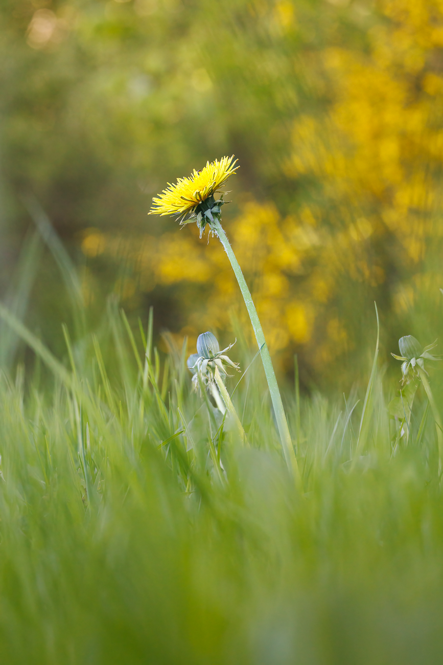 Geröteter Löwenzahn [Taraxacum rubicundum]