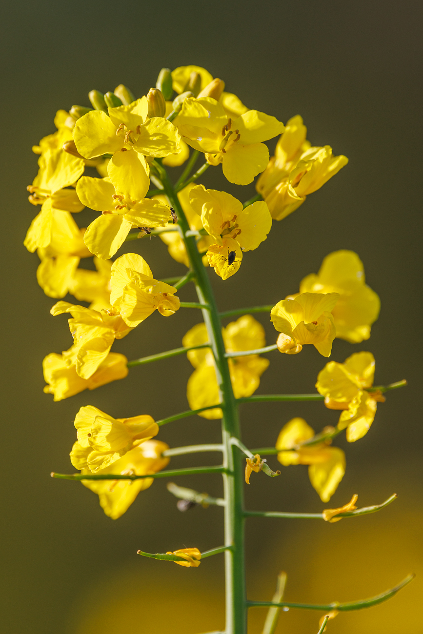 Raps [Brassica napus]