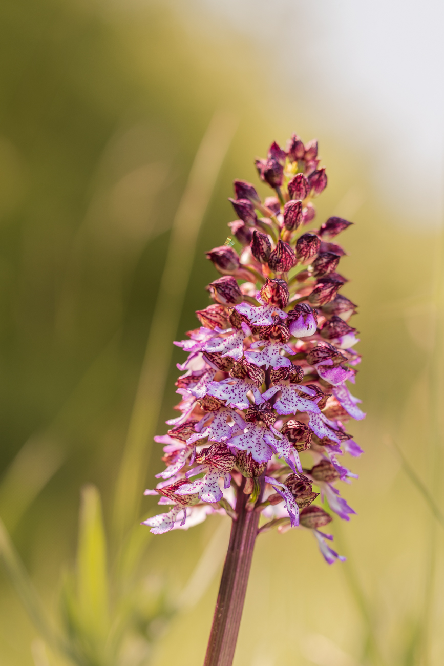 Purpur-Knabenkraut [Orchis purpurea]