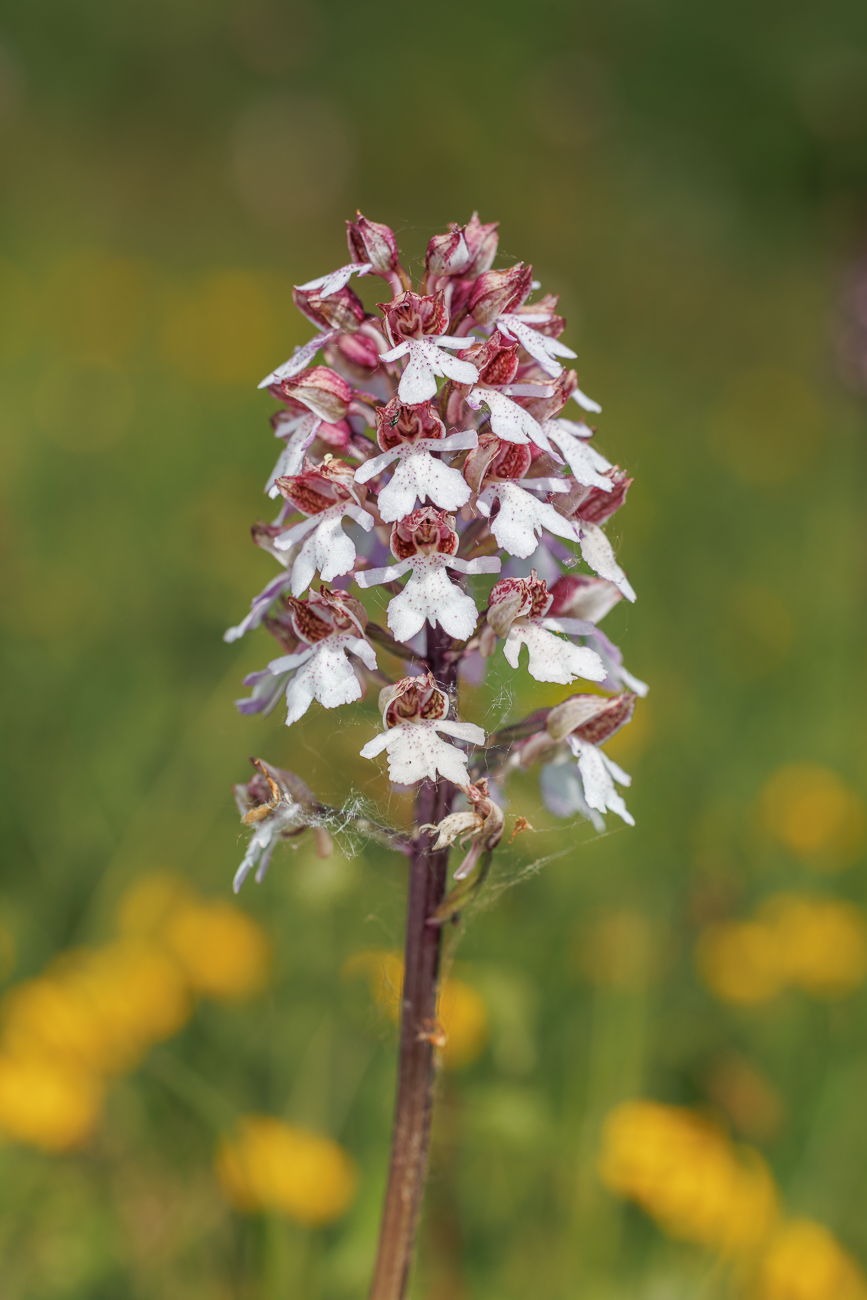 Purpur-Knabenkraut [Orchis purpurea]