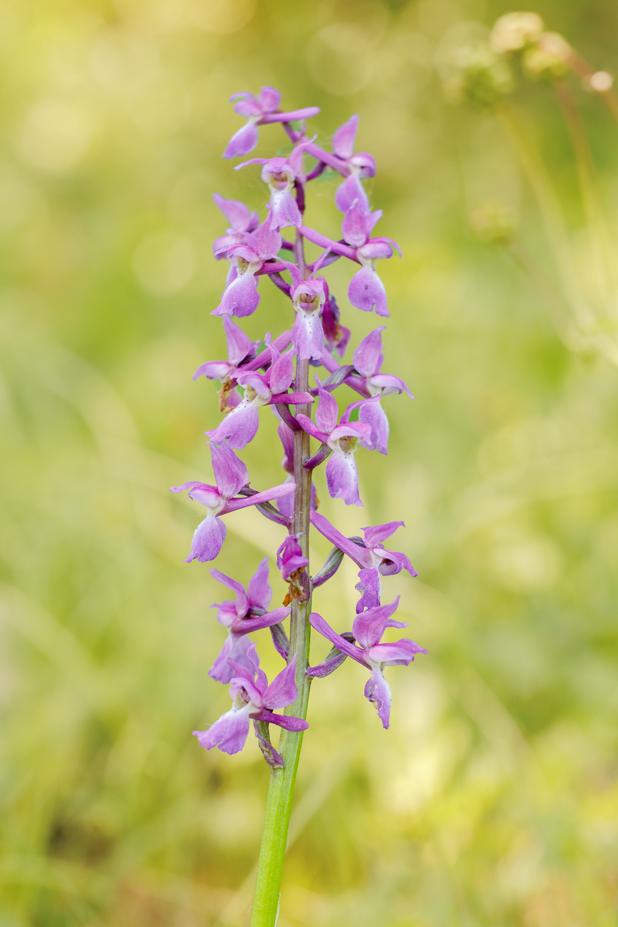 Kuckucks-Knabenkraut [Orchis mascula]