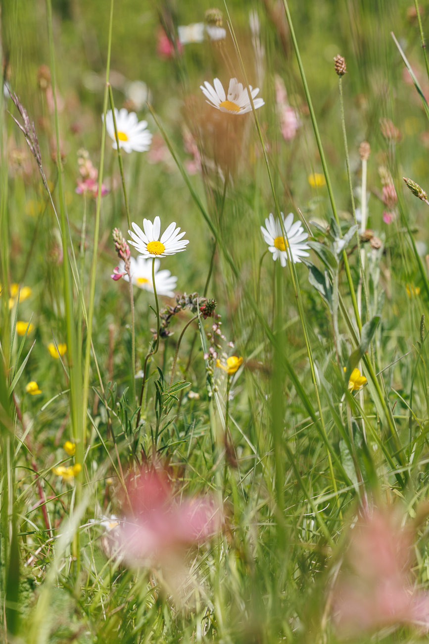 Wiesenmargeriten [Leucanthemum ircutianum]