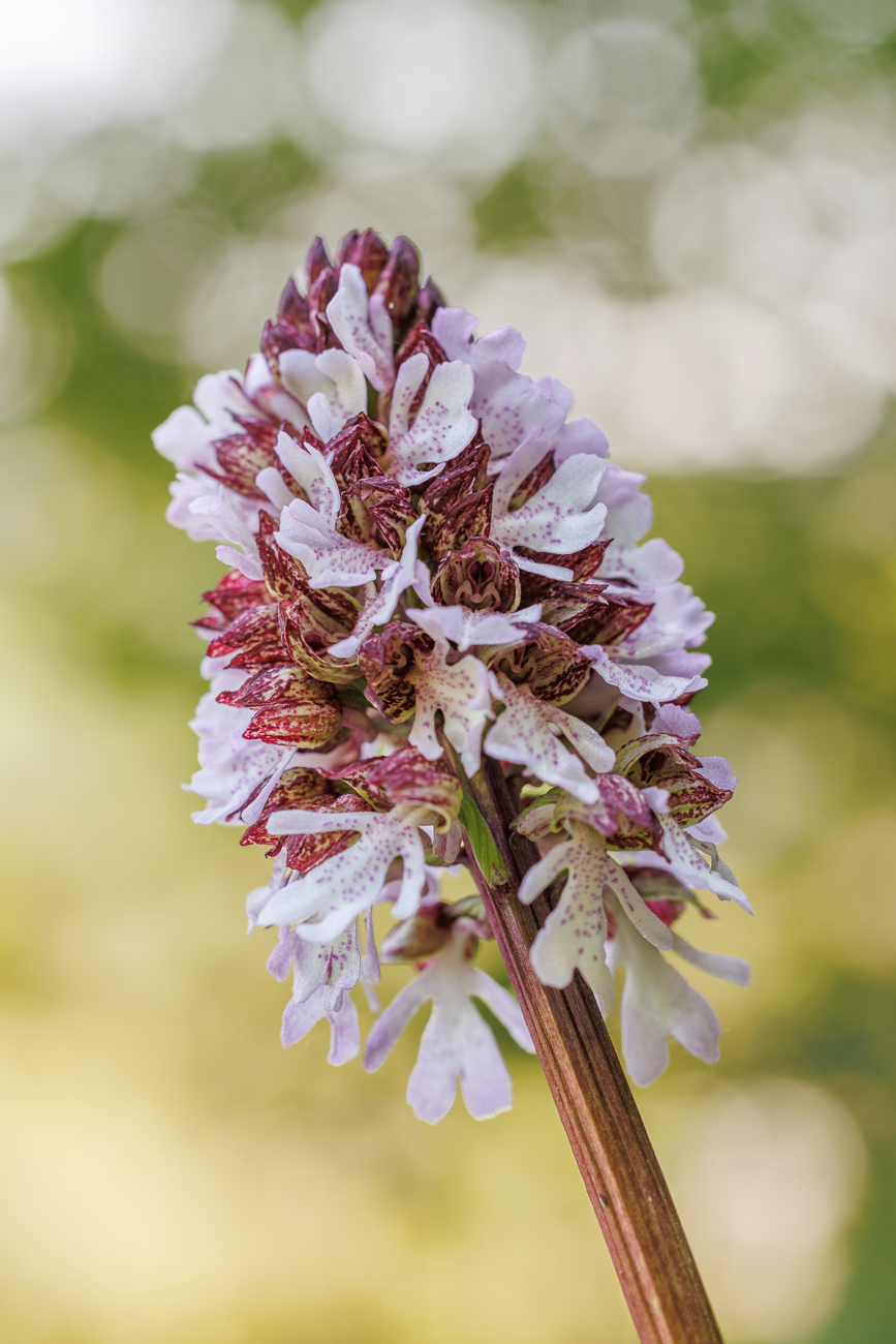 Purpur-Knabenkraut [Orchis purpurea]
