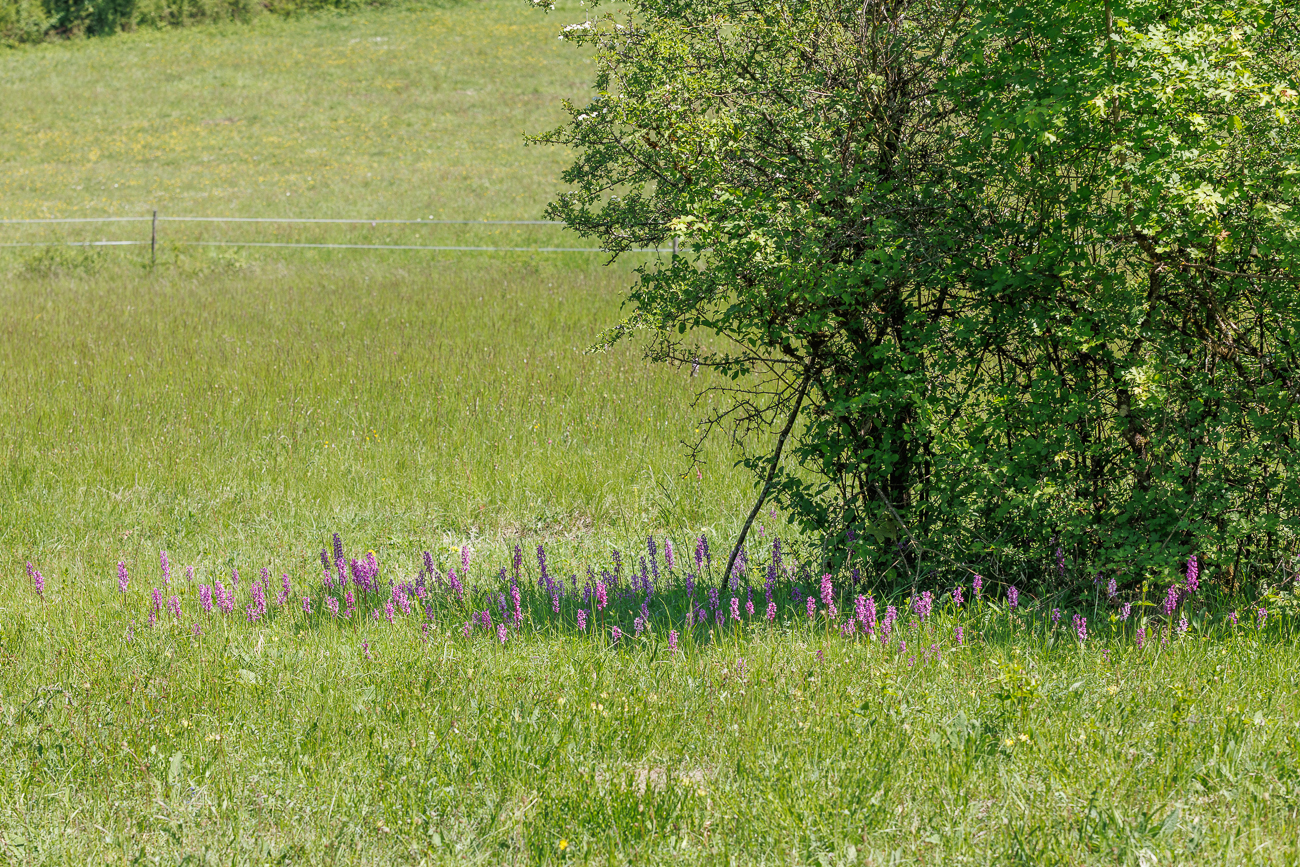 Orchideen auf der Wiese