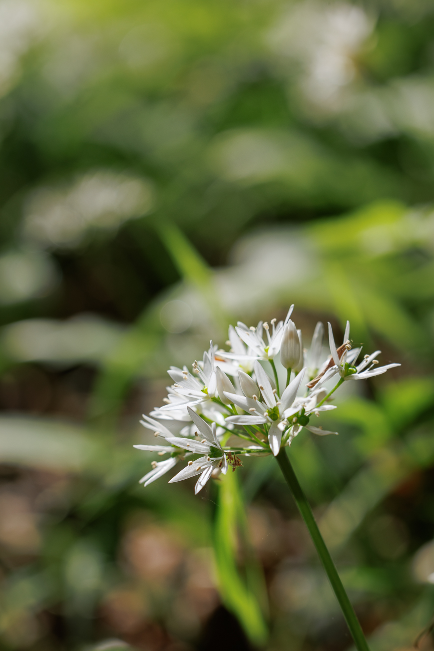 Bärlauch [Allium ursinum]