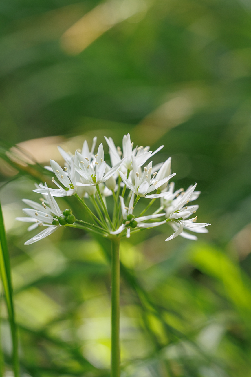 Bärlauch [Allium ursinum]