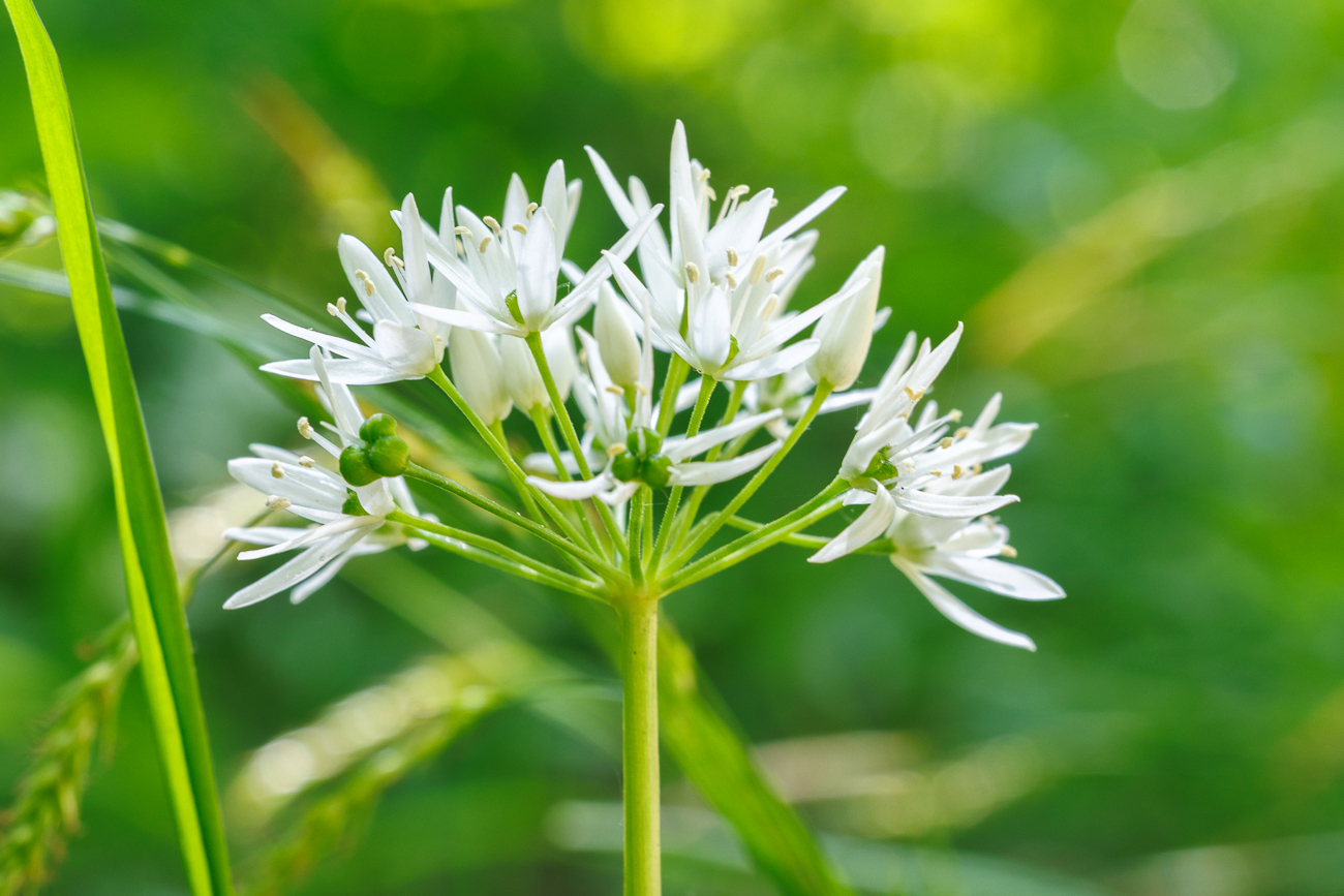 Bärlauch [Allium ursinum]