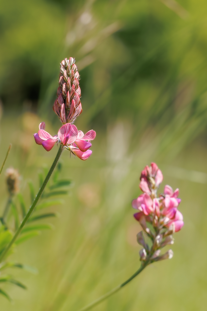 Saat-Esparsette [Onobrychis viciifolia]