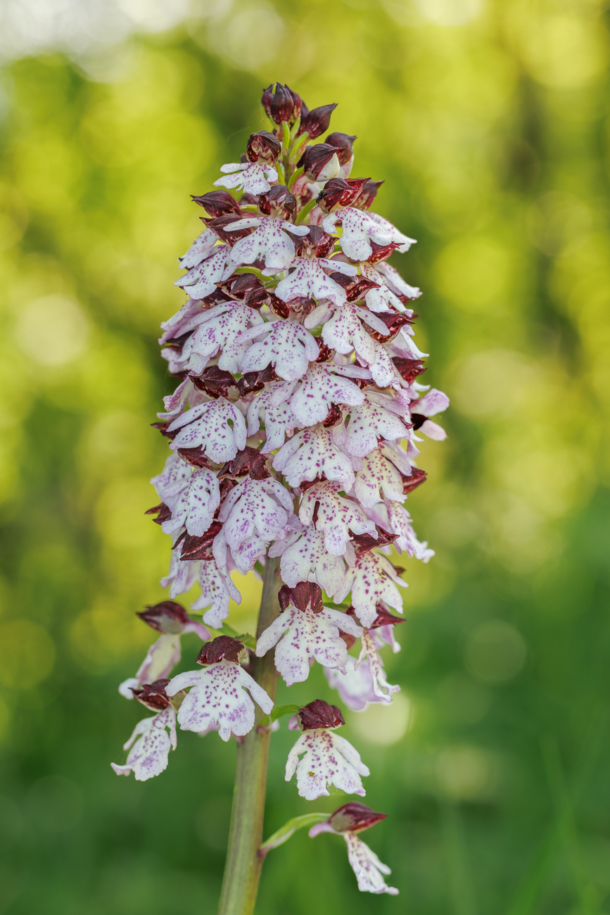 Purpur-Knabenkraut [Orchis purpurea]