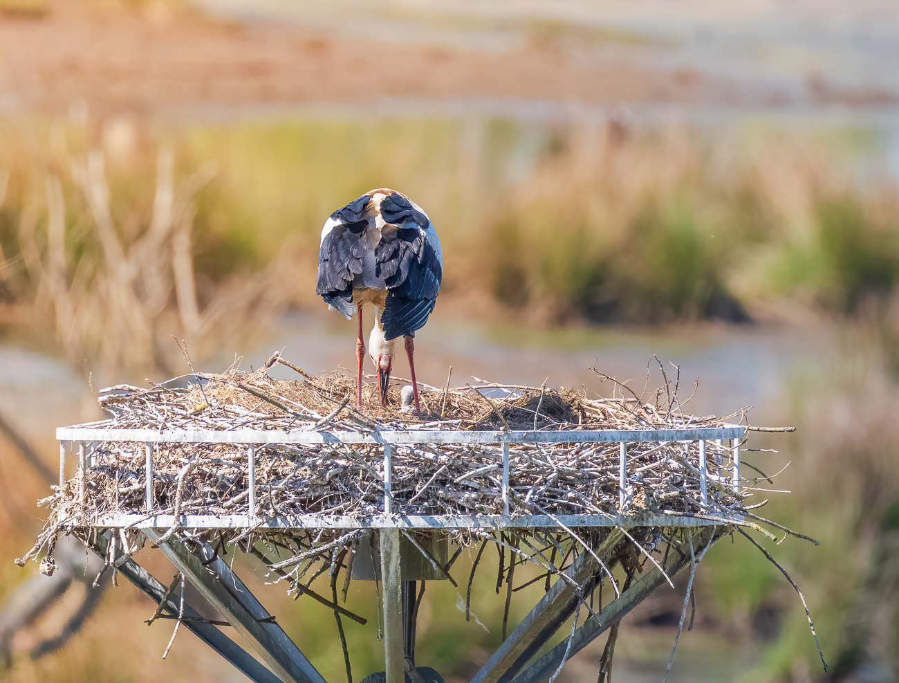 Nachwuchs bei den Störchen im Biotop Beeden
