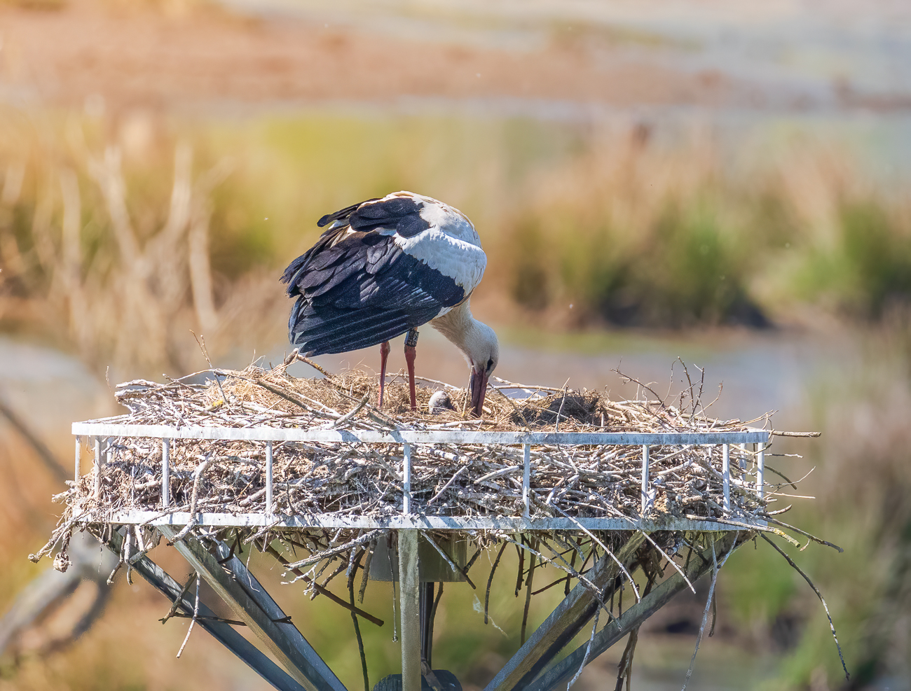 Liebevoll wird sich um die Kleinen gekümmert
