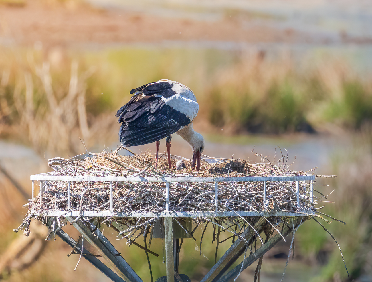 Das Nest wird gerichtet, ausgepolstert und gereinigt