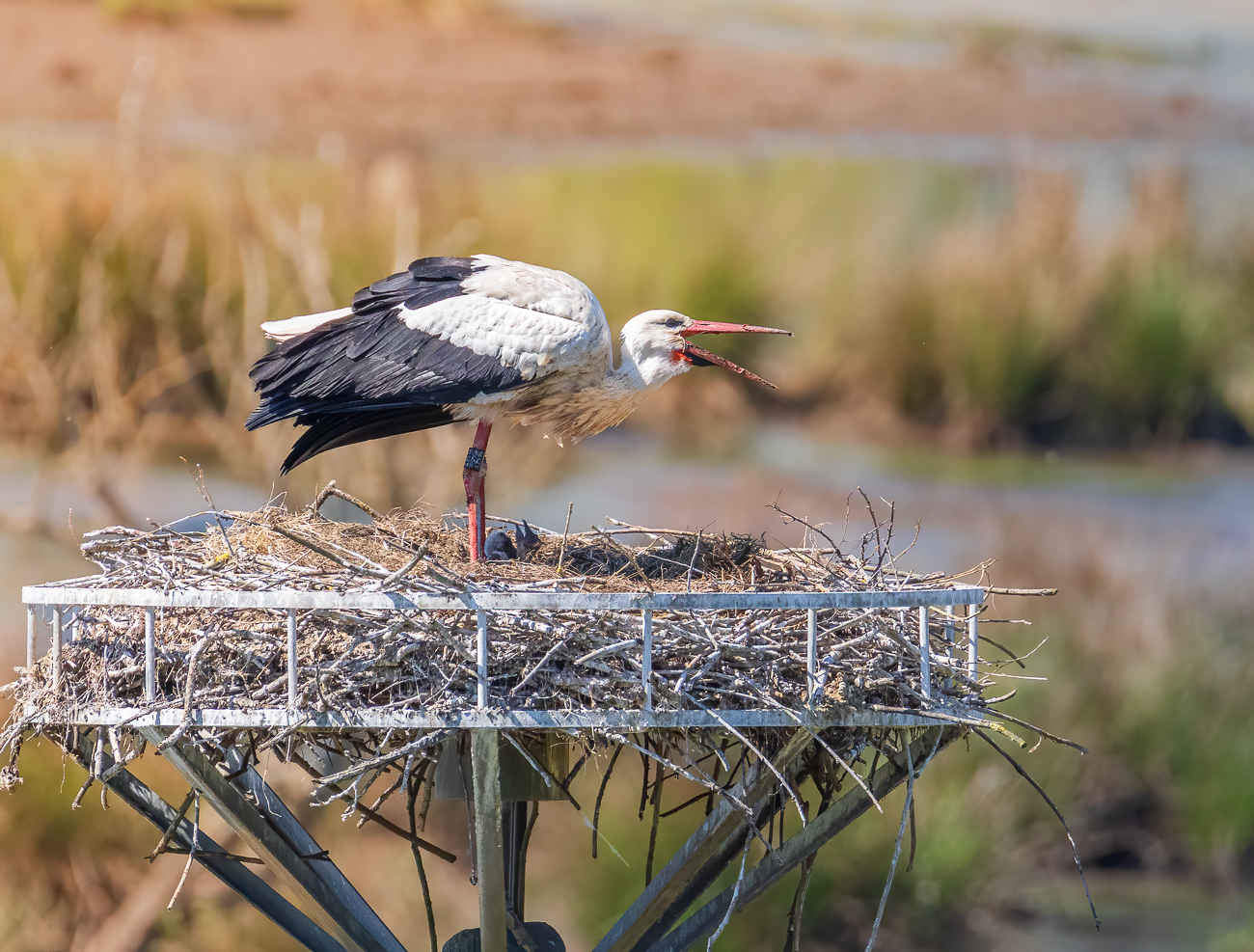 Evtl. Futterreste werden werden verspeist