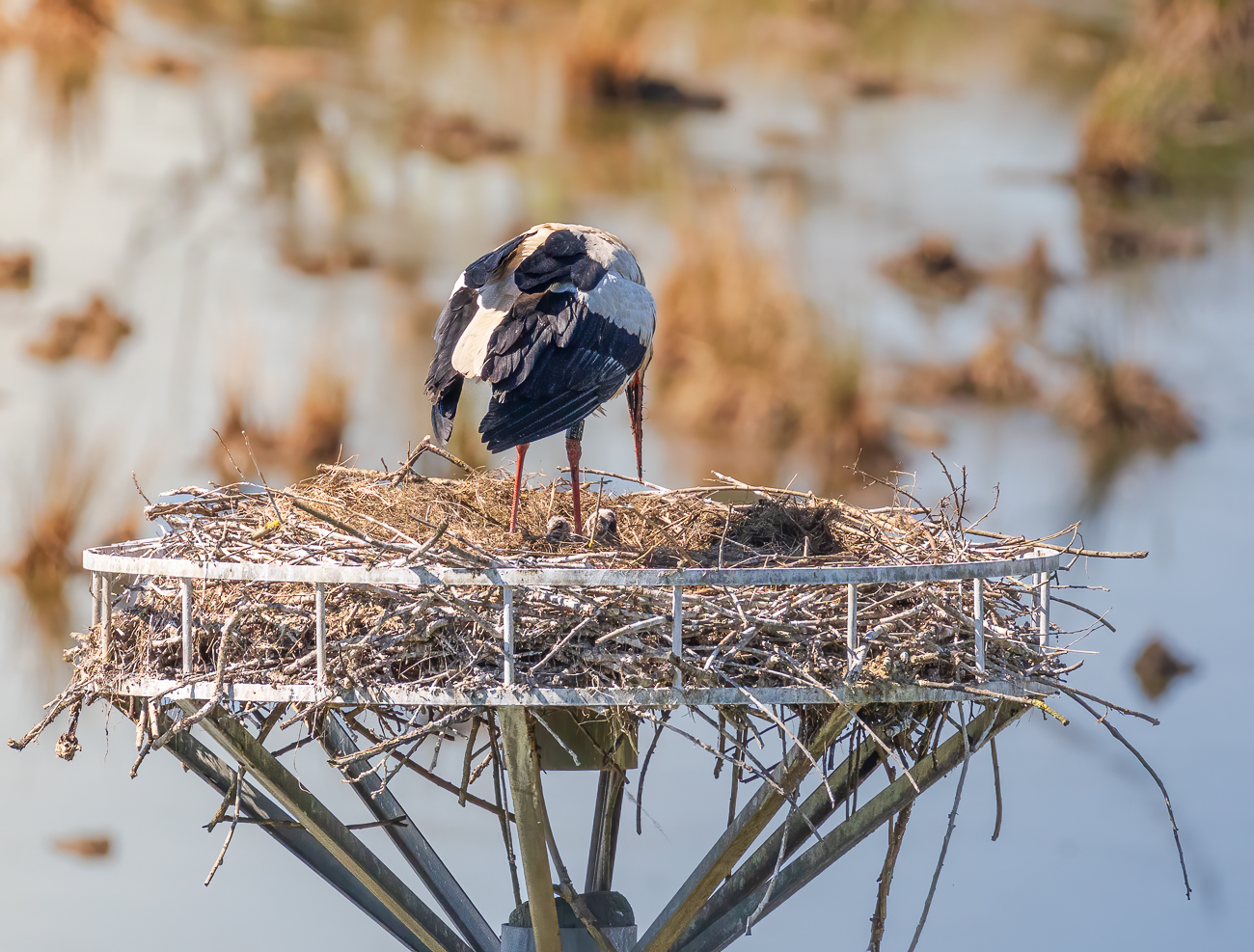 Zwei von den drei Jungstörchen sind hier zu sehen