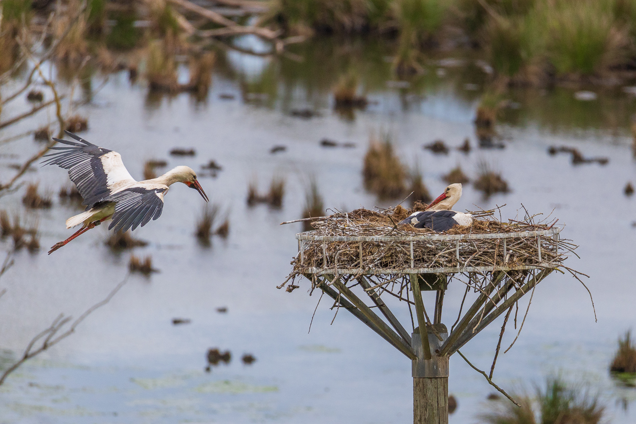 Doch machen wir mit Meister Adebar weiter, bevor noch ein Storch gebraten wird ;-)
