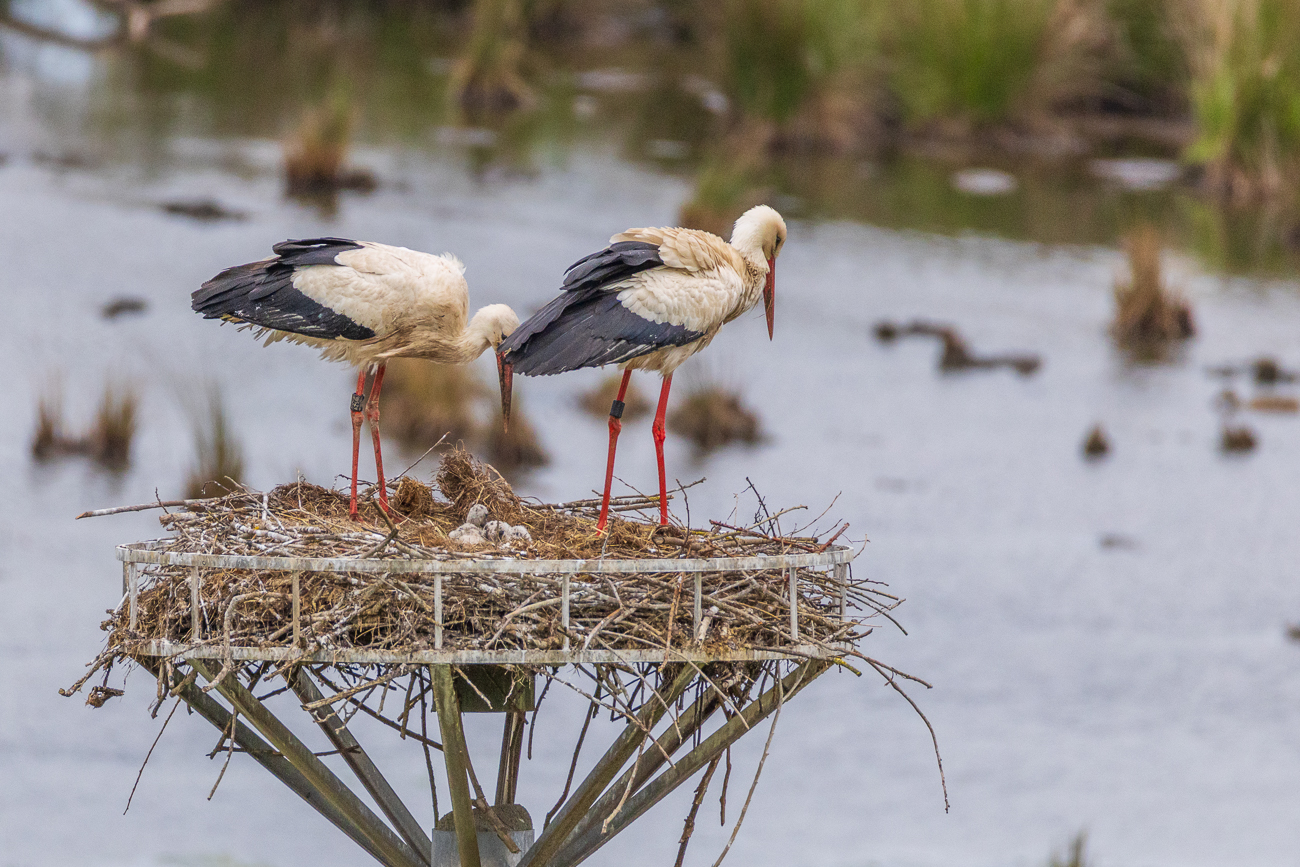 Nun sind beide Elternteile im Nest