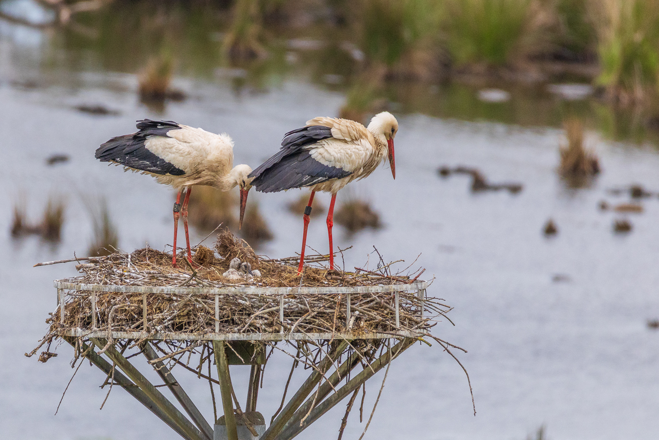 Einer der beiden Elternteile ...