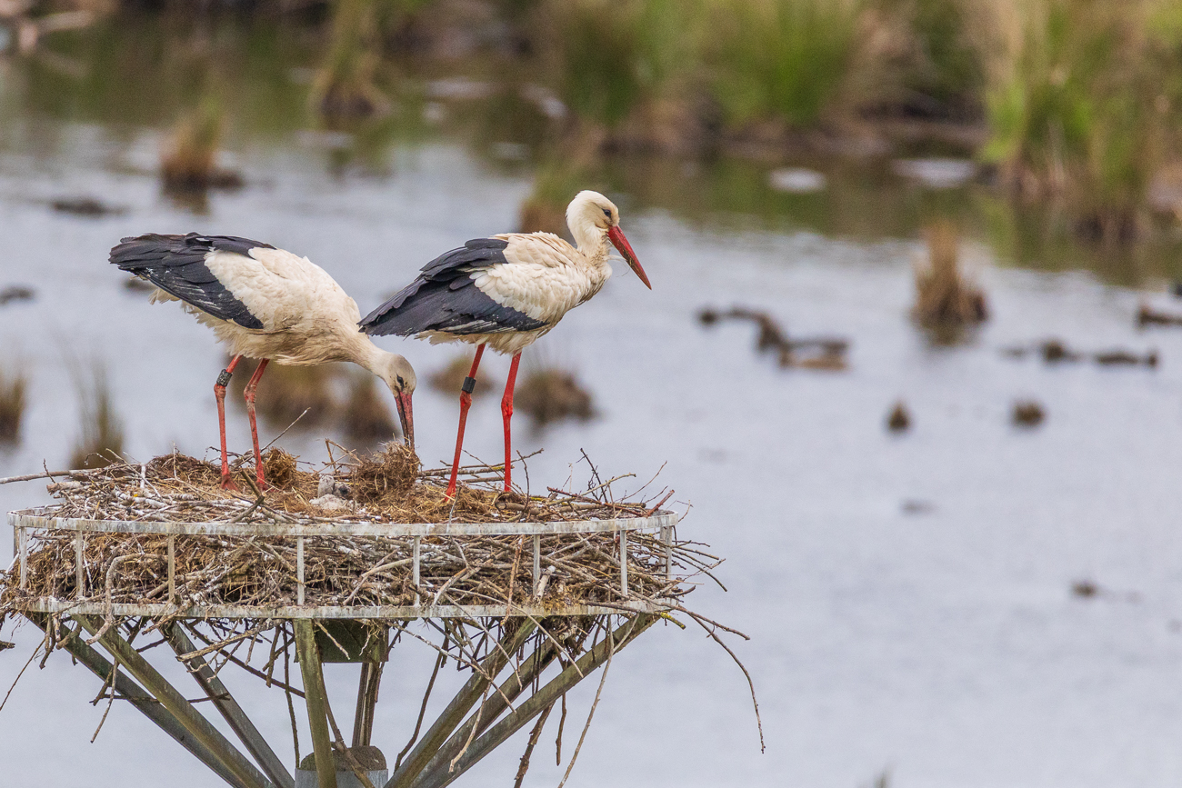 ... nimmt etwas von dem weichen Nistmaterial ...