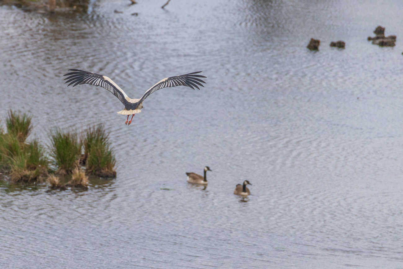 ... wahrscheinlich um Futter zu suchen