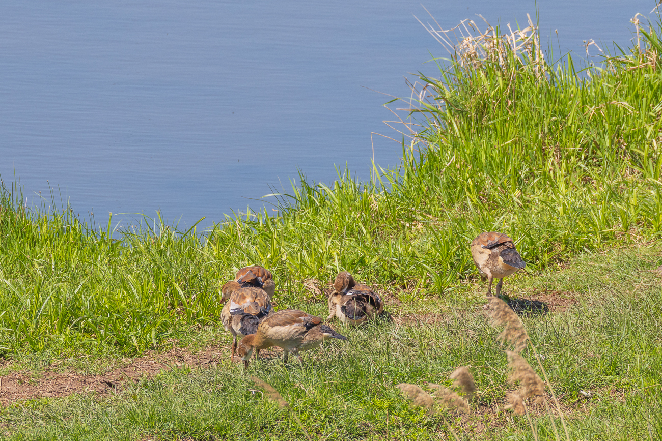 Junge, fast erwachsene Nilgänse