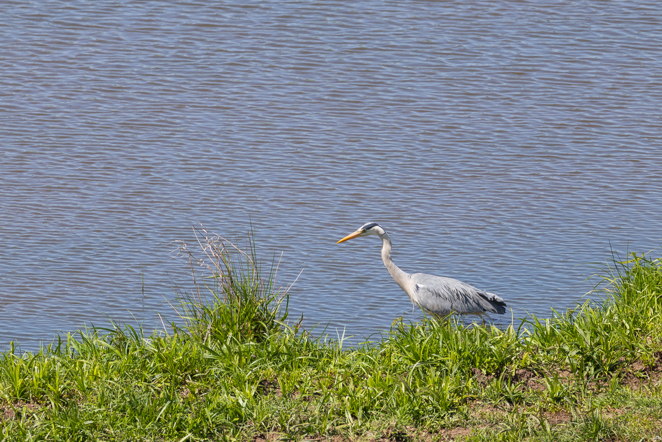 Nochmal der Graureiher von vorhin