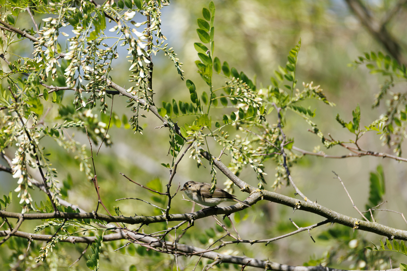 Leider sitzt er etwas versteckt ...