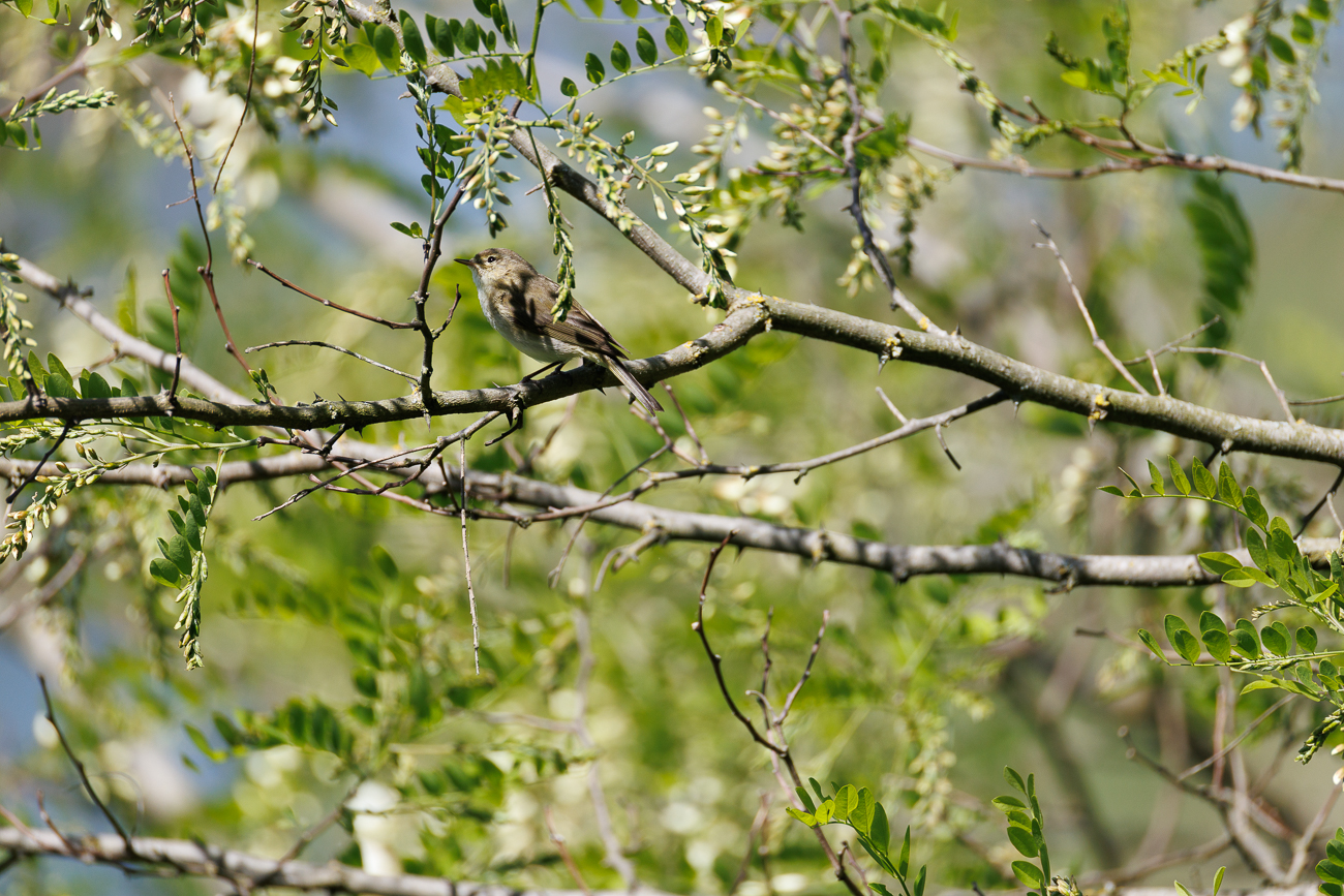 ... und ist durch das Teleobjektiv nicht leicht zu finden ...
