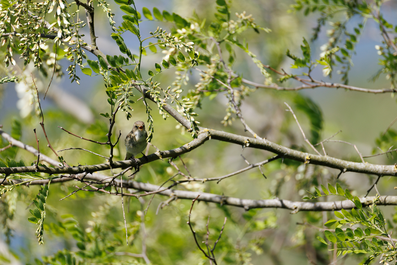 ... doch einige Male kann ich ihn ablichten ...