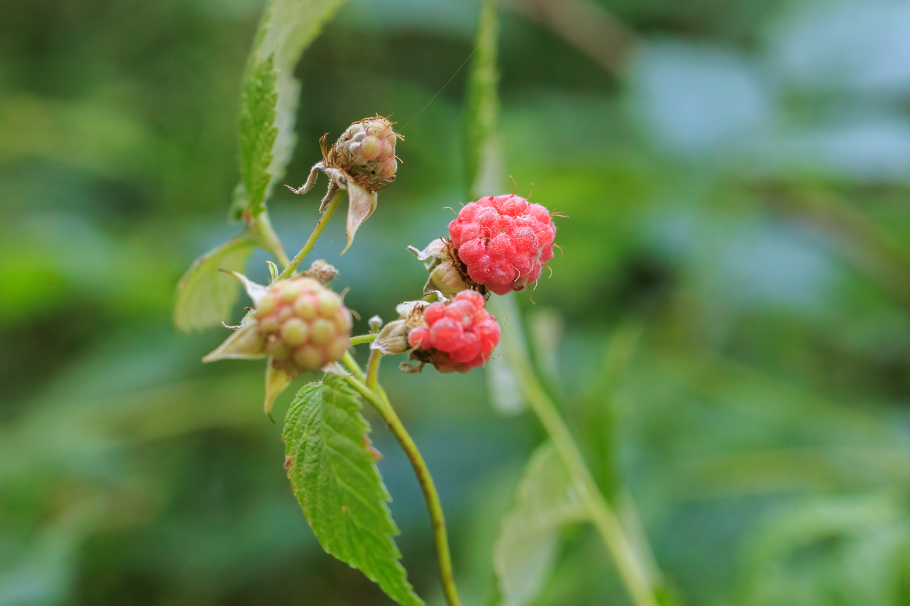 Himbeere [Rubus idaeus]