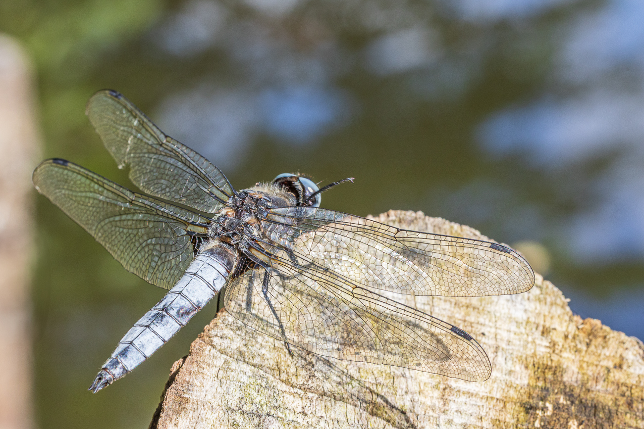 Plattbauch-Libelle [Libellula depressa]