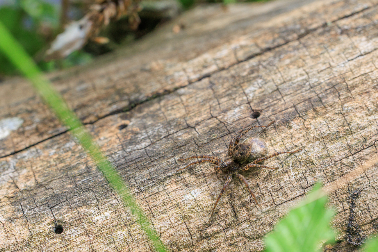 ... das Weibchen legt seine Eier in einem Kokon ab, heftet diesen an ihre Spinnwarzen und trägt ihn bis zum Schlupf mit sich herum