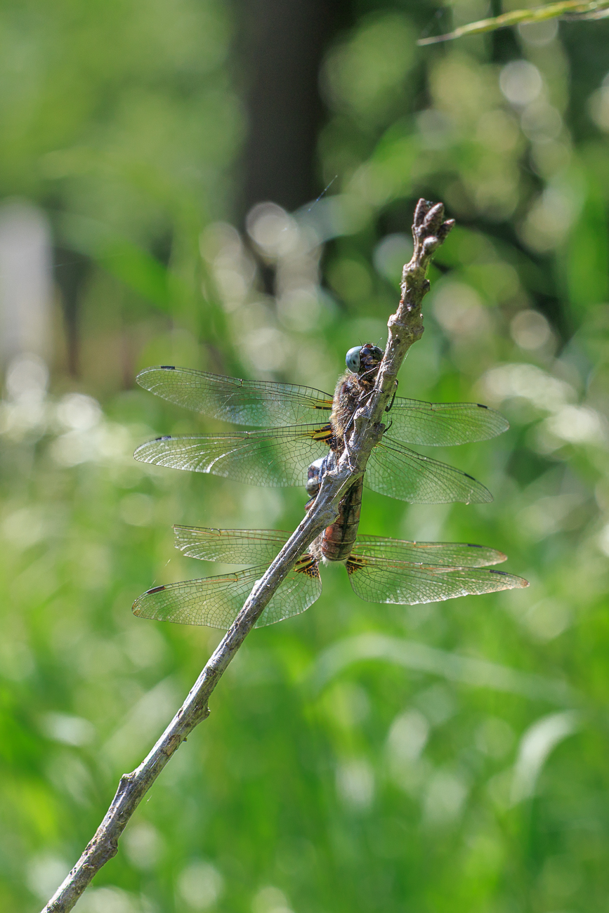 Plattbauch-Libellen [Libellula depressa] bei der Paarung