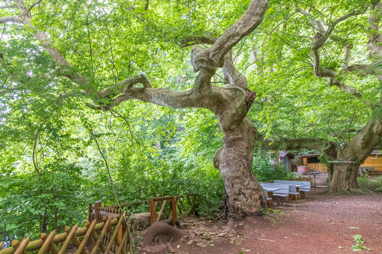 Vermutlich eine Morgenländische Platane [Platanus orientalis]