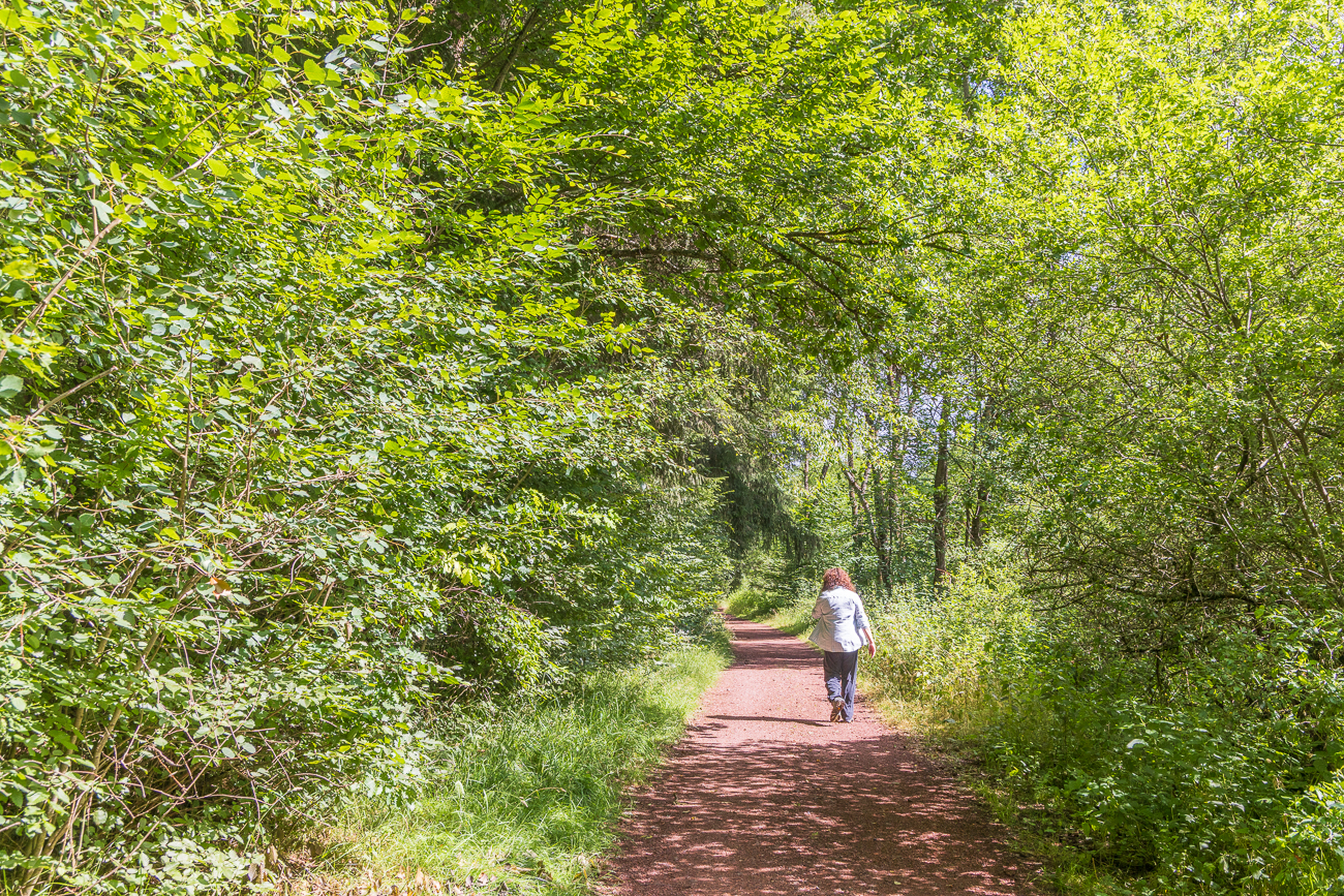 Wieder auf einem breiten Forstweg