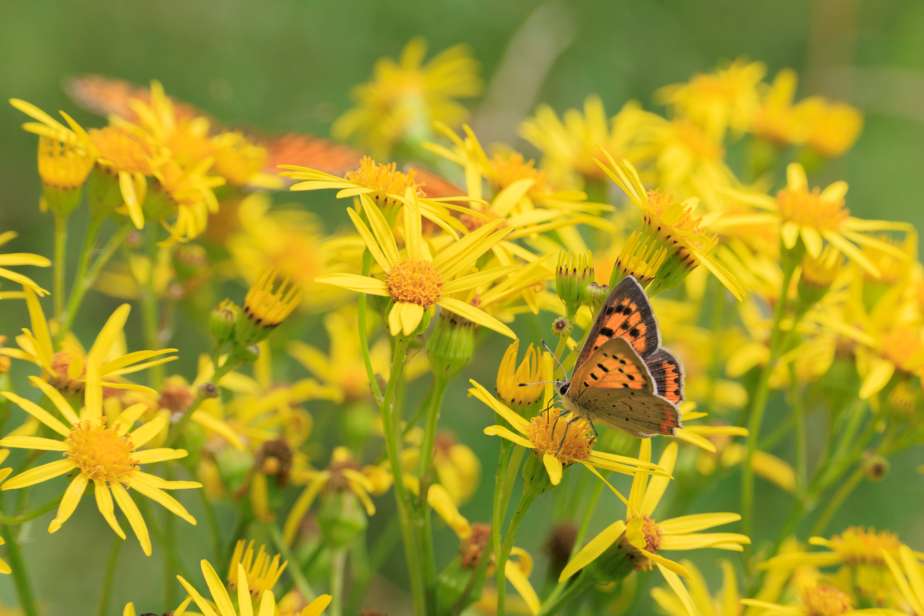 Schmetterling (nicht bestimmt) auf Raukenblättriges Greiskraut [Jacobaea erucifolia]